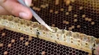 养蜜蜂工具 蜜蜂图片 蜂蜜水果茶 生姜蜂蜜水 善良的蜜蜂