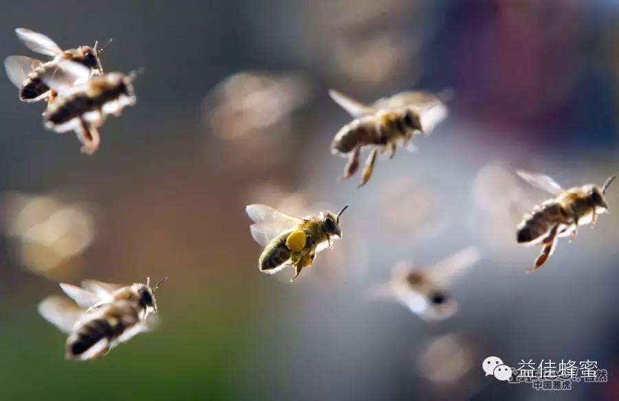 蜜蜂吃什么 蜜蜂怎么养 蜂蜜去痘印 蜂蜜橄榄油面膜 怎样养蜜蜂它才不跑