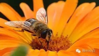 蜂蜜面膜怎么做补水 蜂蜜的吃法 蜜蜂图片 冠生园蜂蜜价格 养殖蜜蜂