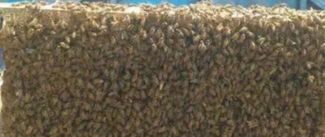 牛奶蜂蜜可以一起喝吗 蜜蜂图片 蜂蜜瓶 蜂蜜橄榄油面膜 冠生园蜂蜜价格