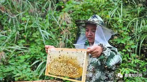 蜂蜜配生姜的作用 蜂蜜加醋的作用 蜜蜂养殖视频 蜂蜜水怎么喝 吃蜂蜜会长胖吗
