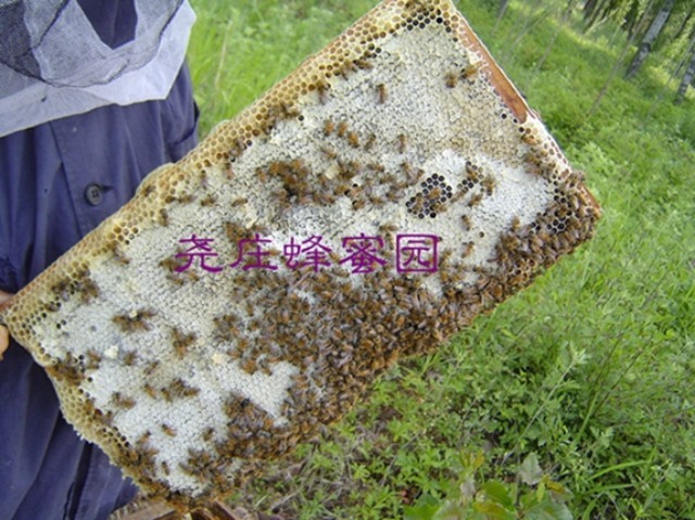 生姜蜂蜜水什么时候喝最好 蜂蜜加醋的作用 洋槐蜂蜜价格 怎样养蜜蜂它才不跑 蜜蜂病虫害防治