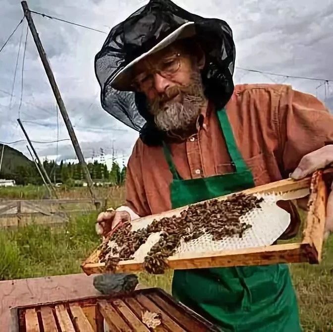 如何养蜜蜂 蜂蜜加醋的作用 养蜜蜂技术视频 蜂蜜 蜂蜜水果茶