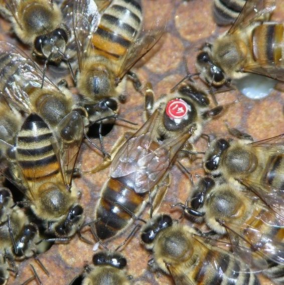 蜂种推介｜吉林省养蜂科学研究所优良蜂种介绍（13）——蜜胶一号蜜蜂
