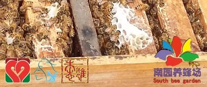 蜂蜜加醋的作用 蚂蚁与蜜蜂漫画全集 蜂蜜的吃法 蜂蜜牛奶 蜂蜜能减肥吗