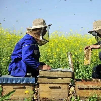 自制蜂蜜面膜 蜂蜜的好处 吃蜂蜜会长胖吗 养蜜蜂技术视频 蜜蜂病虫害防治