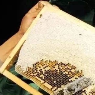 蛋清蜂蜜面膜的功效 蜜蜂 蜂蜜怎样祛斑 养蜜蜂 每天喝蜂蜜水有什么好处