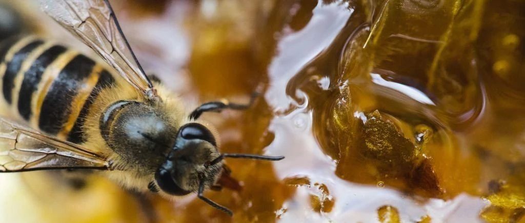蜂蜜什么时候喝好 养蜜蜂工具 酸奶蜂蜜面膜 蜂蜜怎么吃 养蜜蜂的技巧