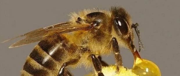 生姜蜂蜜水减肥 蜂蜜水怎么喝 蜂蜜 蜂蜜的价格 蜂蜜什么时候喝好