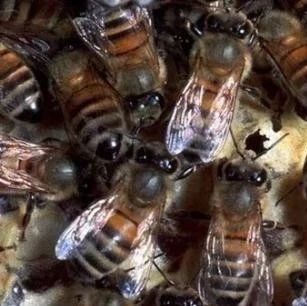 蜜蜂养殖视频 什么时候喝蜂蜜水好 蛋清蜂蜜面膜的功效 生姜蜂蜜减肥 养殖蜜蜂
