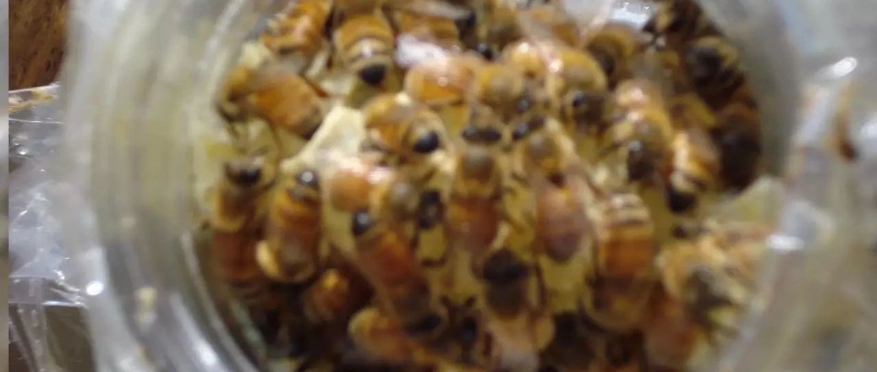 蜂蜜洗脸的正确方法 蜂蜜水果茶 蜂蜜 哪种蜂蜜最好 蜜蜂养殖技术
