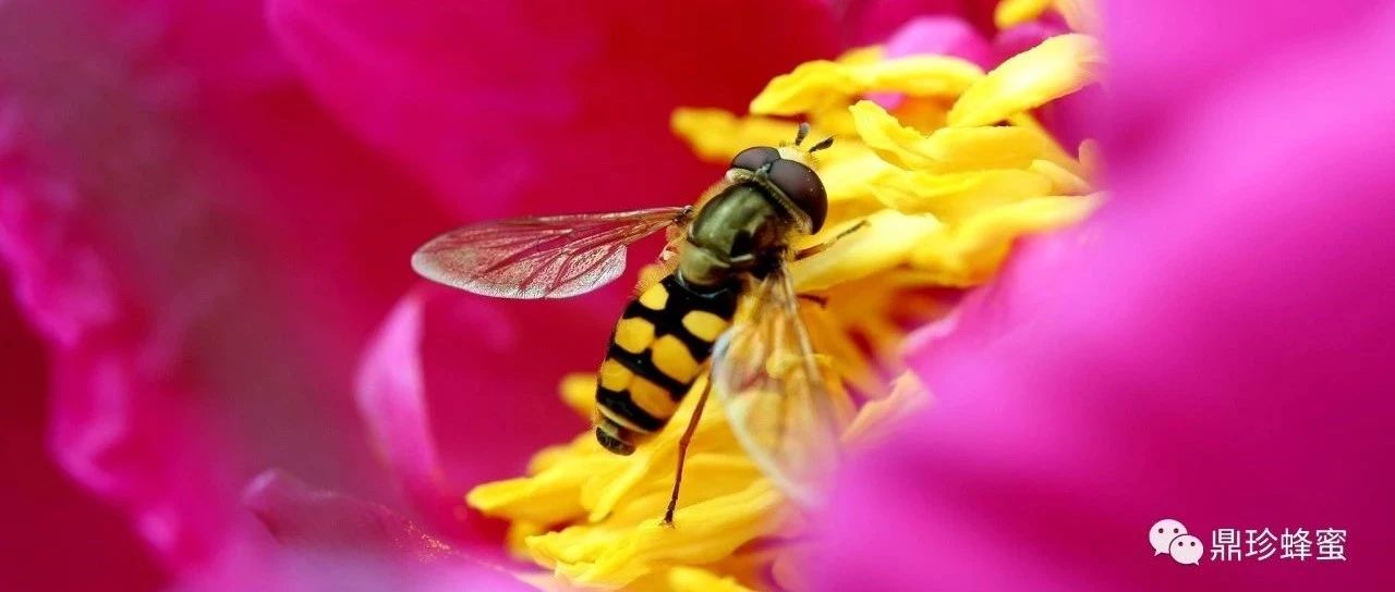 蜂蜜什么时候喝好 蜂蜜生姜茶 蜂蜜祛斑方法 蜂蜜怎样祛斑 白醋加蜂蜜