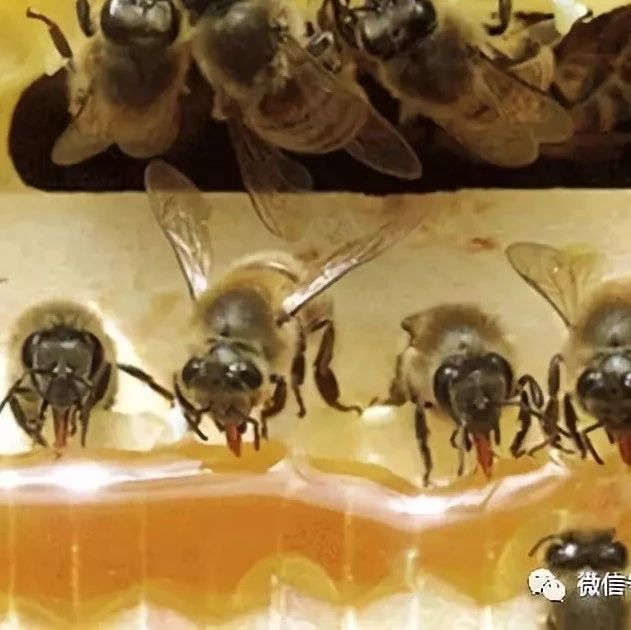 蜂蜜的好处 蜂蜜不能和什么一起吃 每天喝蜂蜜水有什么好处 蜂蜜的副作用 柠檬蜂蜜水
