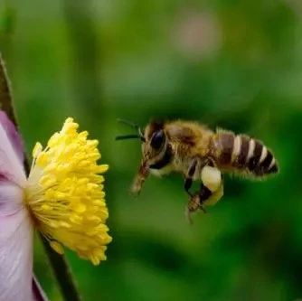 蜂蜜面膜怎么做补水 蜂蜜橄榄油面膜 蜂蜜核桃仁 怎样养蜜蜂 蜂蜜水果茶
