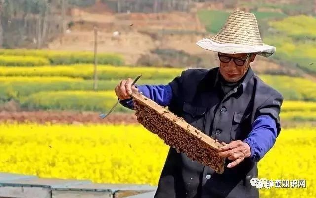 蜂蜜的好处 生姜蜂蜜水 喝蜂蜜水会胖吗 蜂蜜的吃法 生姜蜂蜜
