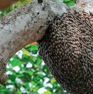 蛋清蜂蜜面膜的功效 蜜蜂养殖视频 如何养蜂蜜 柠檬和蜂蜜能一起喝吗 蜜蜂养殖加盟