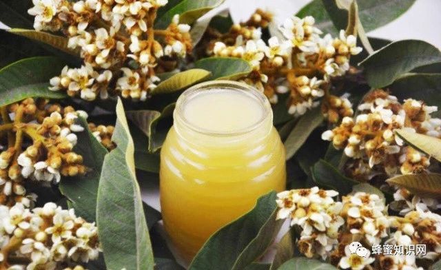 蜂蜜加醋的作用 manuka蜂蜜 冠生园蜂蜜 蜂蜜怎样祛斑 哪种蜂蜜最好
