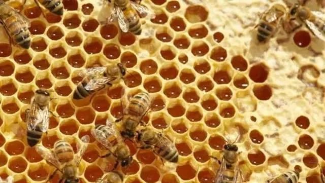 自制蜂蜜面膜 生姜蜂蜜祛斑 蜂蜜的好处 怎样养蜜蜂 蜂蜜怎样做面膜