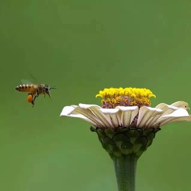 蛋清蜂蜜面膜的功效 怎么引蜜蜂养蜜蜂 蜜蜂网 百花蜂蜜价格 生姜蜂蜜