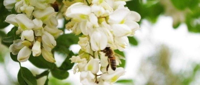 蜜蜂 柠檬和蜂蜜能一起喝吗 蜂蜜加醋的作用 蜜蜂图片 生姜蜂蜜