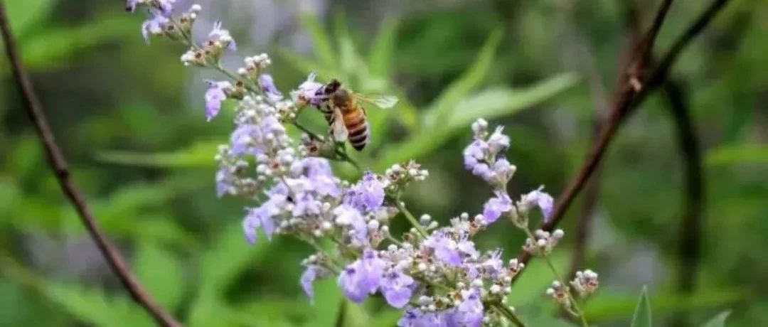 蜜蜂吃什么 蜂蜜祛斑方法 牛奶加蜂蜜的功效 蜂蜜的作用与功效减肥 什么蜂蜜最好