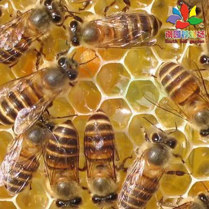 蜜蜂养殖技术 蜂蜜的作用与功效减肥 蜜蜂图片 土蜂蜜 蜂蜜的作用与功效禁忌