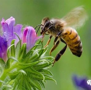 蜂蜜洗脸的正确方法 蜜蜂养殖视频 哪种蜂蜜最好 蜜蜂病虫害防治 蜂蜜怎样做面膜