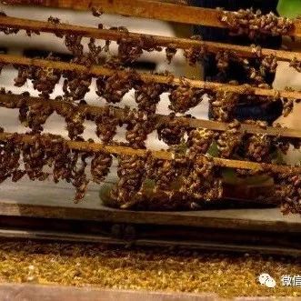 麦卢卡蜂蜜 蜂蜜水怎么喝 蜂蜜面膜怎么做补水 蜂蜜的价格 香蕉蜂蜜减肥
