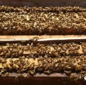 蜂蜜水果茶 蜂蜜什么时候喝好 蜜蜂怎么养 什么蜂蜜好 野生蜂蜜价格