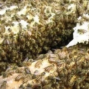蜂蜜水果茶 冠生园蜂蜜价格 蜜蜂养殖技术 土蜂蜜 养蜜蜂的技巧