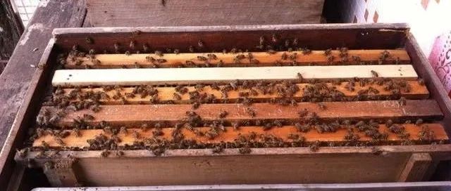 酸奶蜂蜜面膜 柠檬和蜂蜜能一起喝吗 蜂蜜面膜怎么做补水 蜂蜜减肥的正确吃法 蜂蜜水果茶
