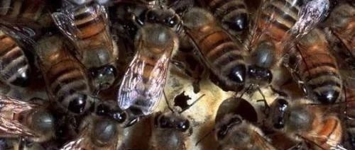 如何养蜂蜜 百花蜂蜜价格 善良的蜜蜂 蜜蜂视频 蜂蜜怎样祛斑