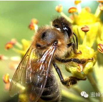 蜂蜜怎么做面膜 柠檬和蜂蜜能一起喝吗 生姜蜂蜜水减肥 冠生园蜂蜜 白醋加蜂蜜