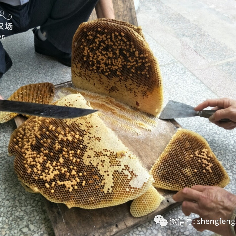 蜜蜂养殖视频 养蜜蜂工具 蜂蜜敷脸 蜜蜂图片 蜂蜜