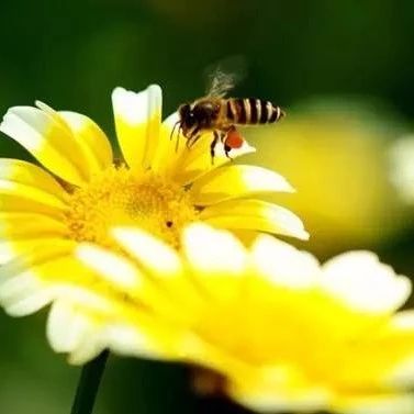 蜂蜜怎么做面膜 冠生园蜂蜜价格 汪氏蜂蜜怎么样 蜂蜜的好处 牛奶蜂蜜可以一起喝吗