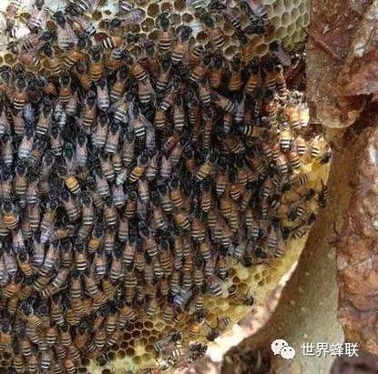 生姜蜂蜜祛斑 蜂蜜美容护肤小窍门 蜂蜜白醋水 蜂蜜橄榄油面膜 蜜蜂养殖技术