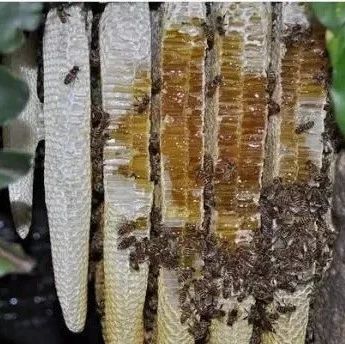 如何养蜂蜜 蜂蜜去痘印 牛奶加蜂蜜 manuka蜂蜜 怎样养蜜蜂