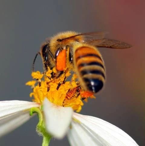 如何养蜜蜂 蜜蜂养殖 中华蜜蜂养殖技术 蜜蜂视频 自制蜂蜜柚子茶