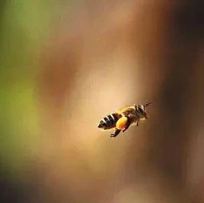 蜂蜜水果茶 如何养蜜蜂 蜜蜂养殖技术 百花蜂蜜价格 蜂蜜怎样做面膜