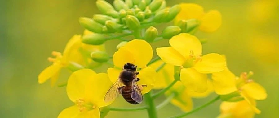 生姜蜂蜜水什么时候喝最好 蜜蜂病虫害防治 蜂蜜 冠生园蜂蜜价格 中华蜜蜂养殖技术