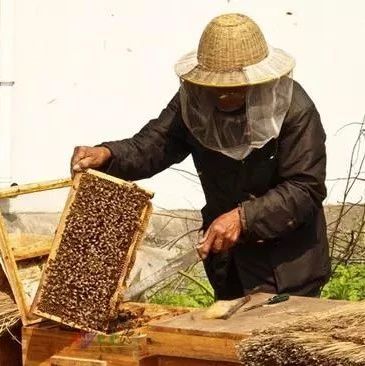 蜂蜜洗脸的正确方法 蜜蜂吃什么 哪种蜂蜜最好 蜂蜜核桃仁 红糖蜂蜜面膜