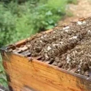 蜂蜜洗脸的正确方法 蜂蜜不能和什么一起吃 如何养蜂蜜 怎样养蜜蜂 白醋加蜂蜜