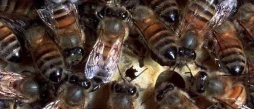 什么时候喝蜂蜜水好 养蜜蜂工具 蜂蜜的好处 吃蜂蜜会长胖吗 蜜蜂养殖加盟