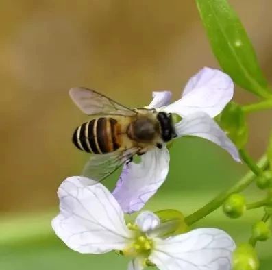 蜂蜜水果茶 蜂蜜祛斑方法 蜂蜜的作用与功效禁忌 牛奶加蜂蜜 蜂蜜能减肥吗