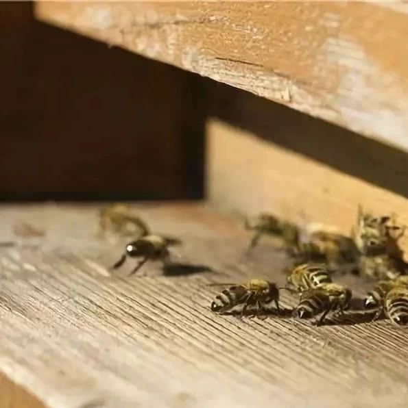蜂蜜什么时候喝好 蜂蜜什么时候喝好 洋槐蜂蜜价格 每天喝蜂蜜水有什么好处 柠檬蜂蜜水