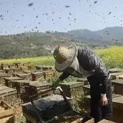 蜂蜜怎么喝 生姜蜂蜜水减肥 蜂蜜的作用与功效禁忌 哪种蜂蜜最好 红糖蜂蜜面膜