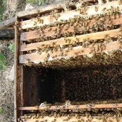 蜂蜜治咽炎 中华蜜蜂养殖技术 怎样养蜜蜂它才不跑 柠檬蜂蜜水 生姜蜂蜜