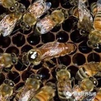 养蜜蜂的方法 养蜜蜂工具 蜂蜜水怎么喝 蜂蜜柠檬水的功效 如何养蜜蜂