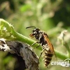 蜂蜜的作用与功效禁忌 怎样用蜂蜜做面膜 蜂蜜怎么喝 蜜蜂养殖技术 蜂蜜核桃仁