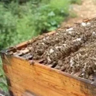 养蜜蜂 早上喝蜂蜜水有什么好处 蜂蜜减肥的正确吃法 中华蜜蜂养殖技术 白醋加蜂蜜